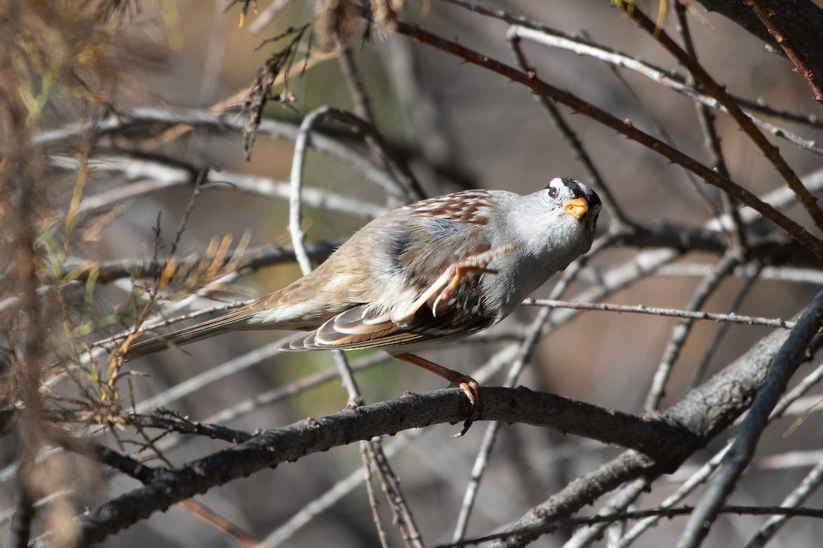 White-crowned Sparrow - ML647258352