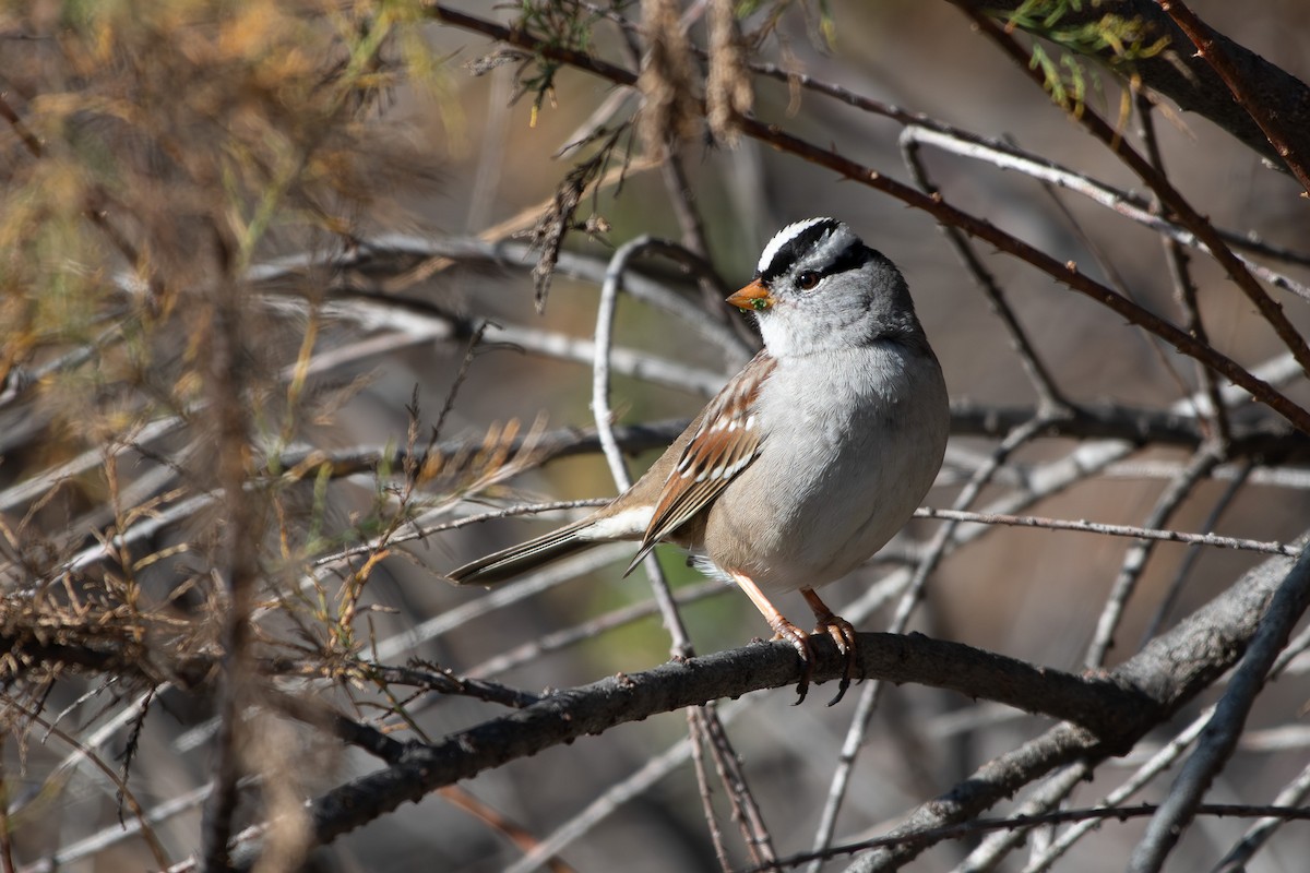 White-crowned Sparrow - ML647258353