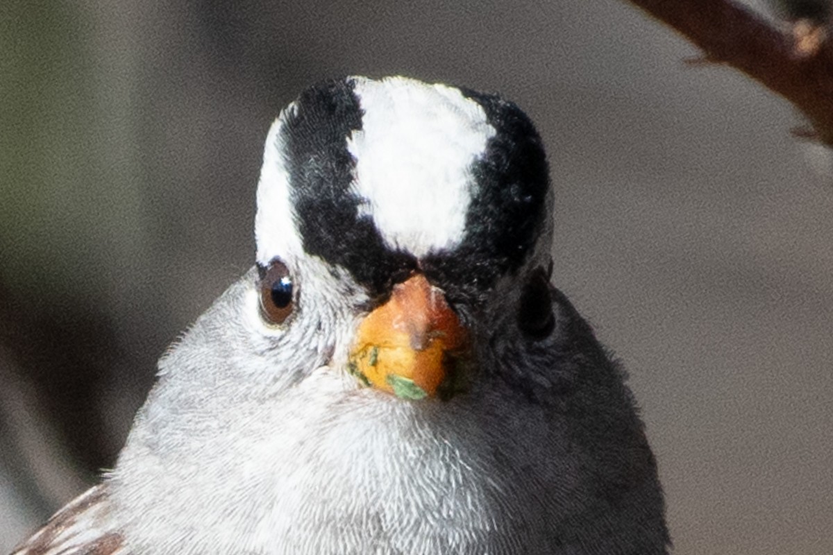 White-crowned Sparrow - ML647258354