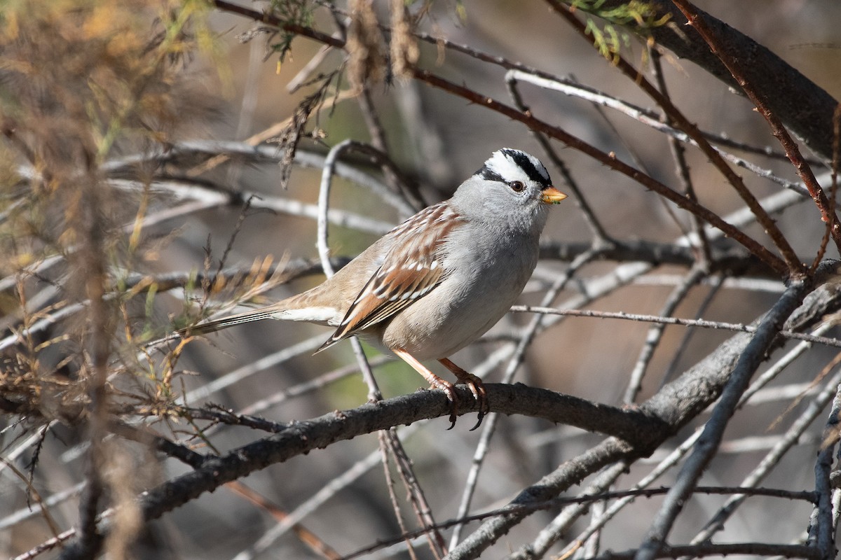 White-crowned Sparrow - ML647258355
