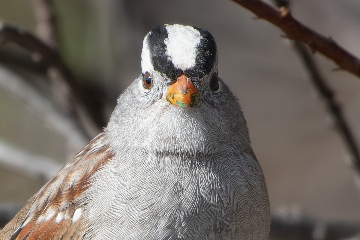 White-crowned Sparrow - ML647258356