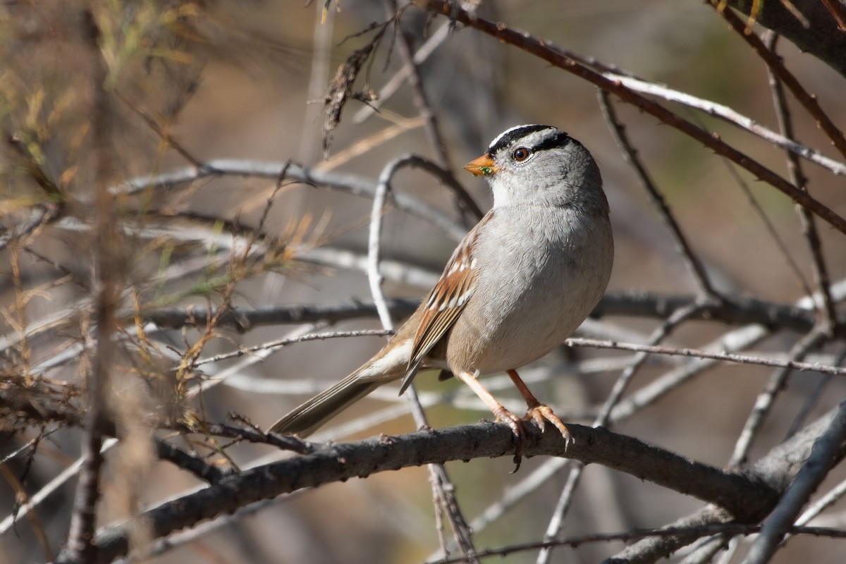 White-crowned Sparrow - ML647258357