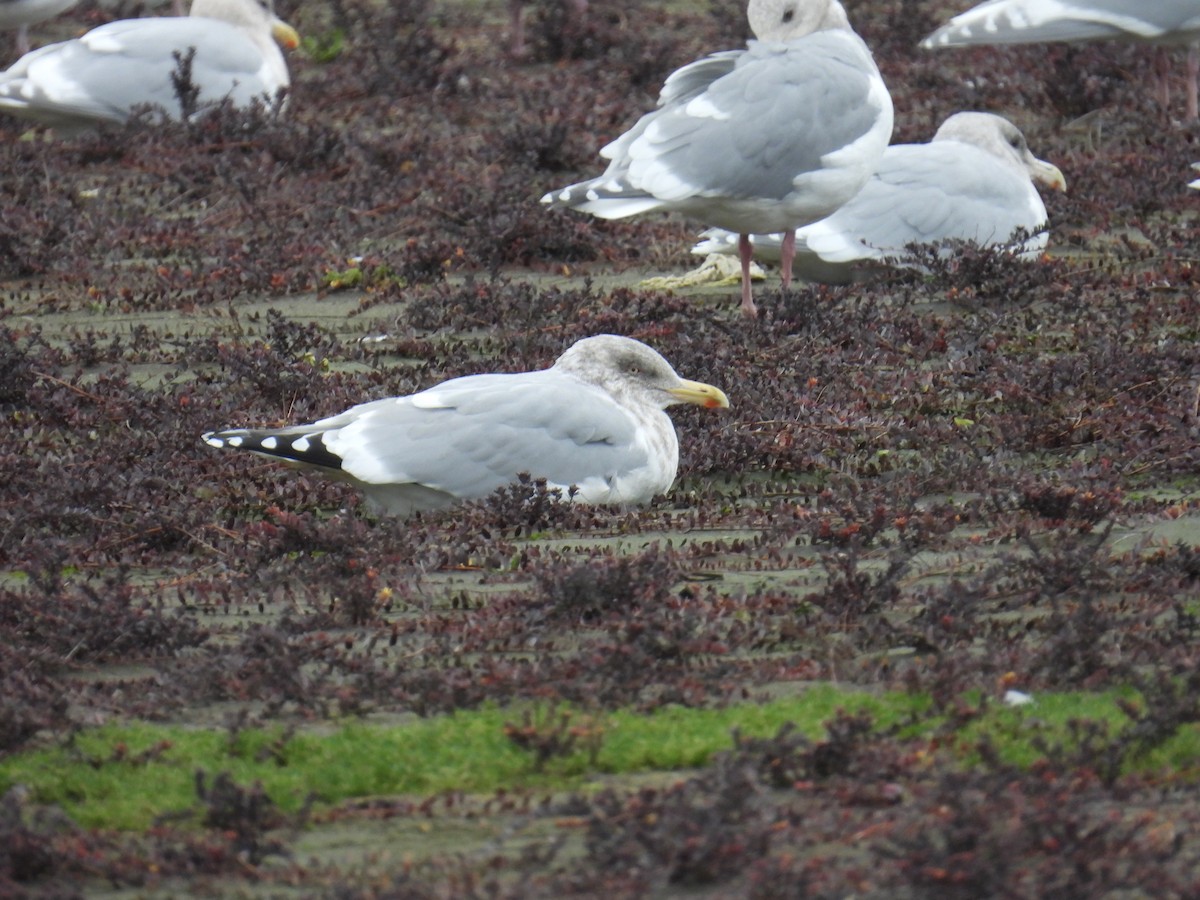 racek americký x šedokřídlý (hybrid) - ML647258358