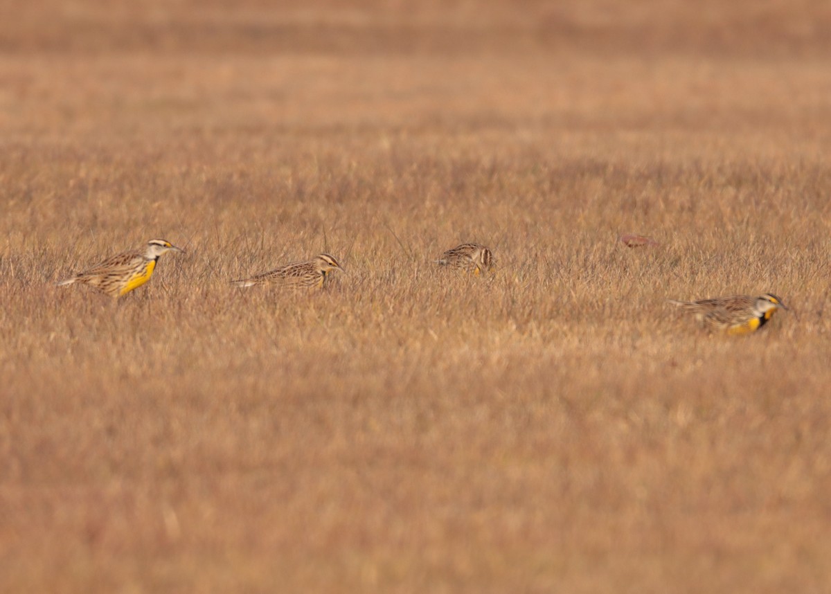 Eastern Meadowlark - ML647258360