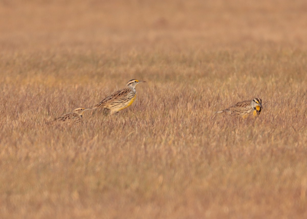 Eastern Meadowlark - ML647258362