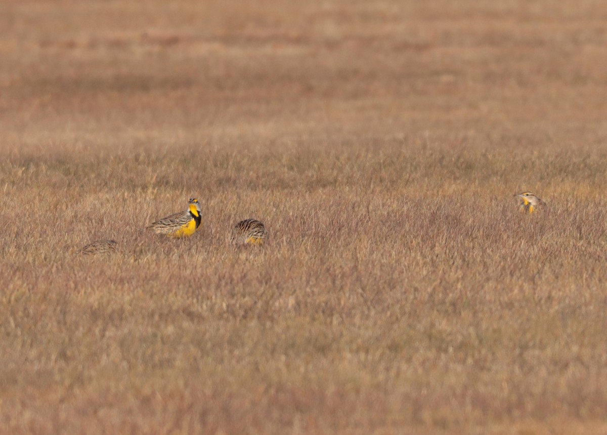 Eastern Meadowlark - ML647258364