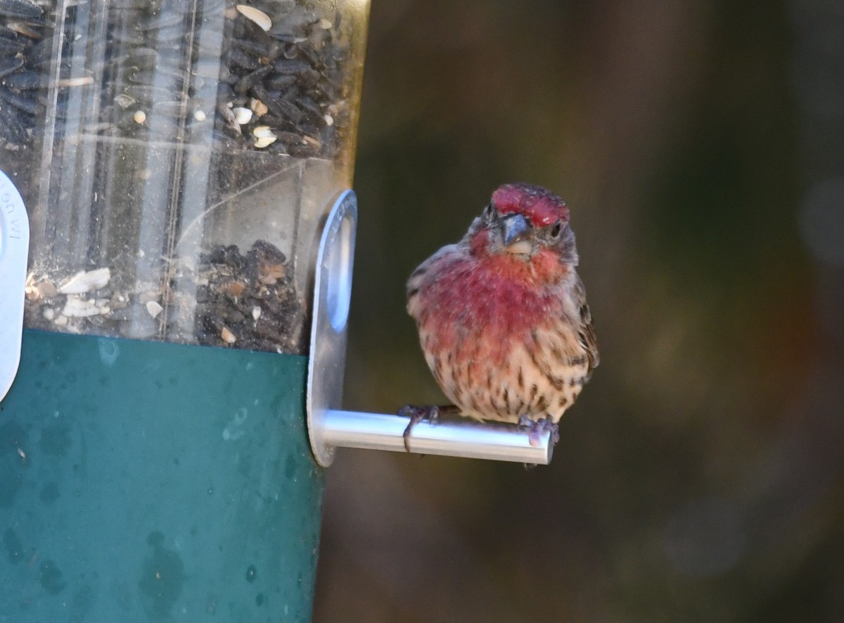 House Finch - ML647258365