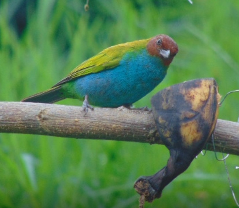 Tangara Cabecibaya - ML647258366