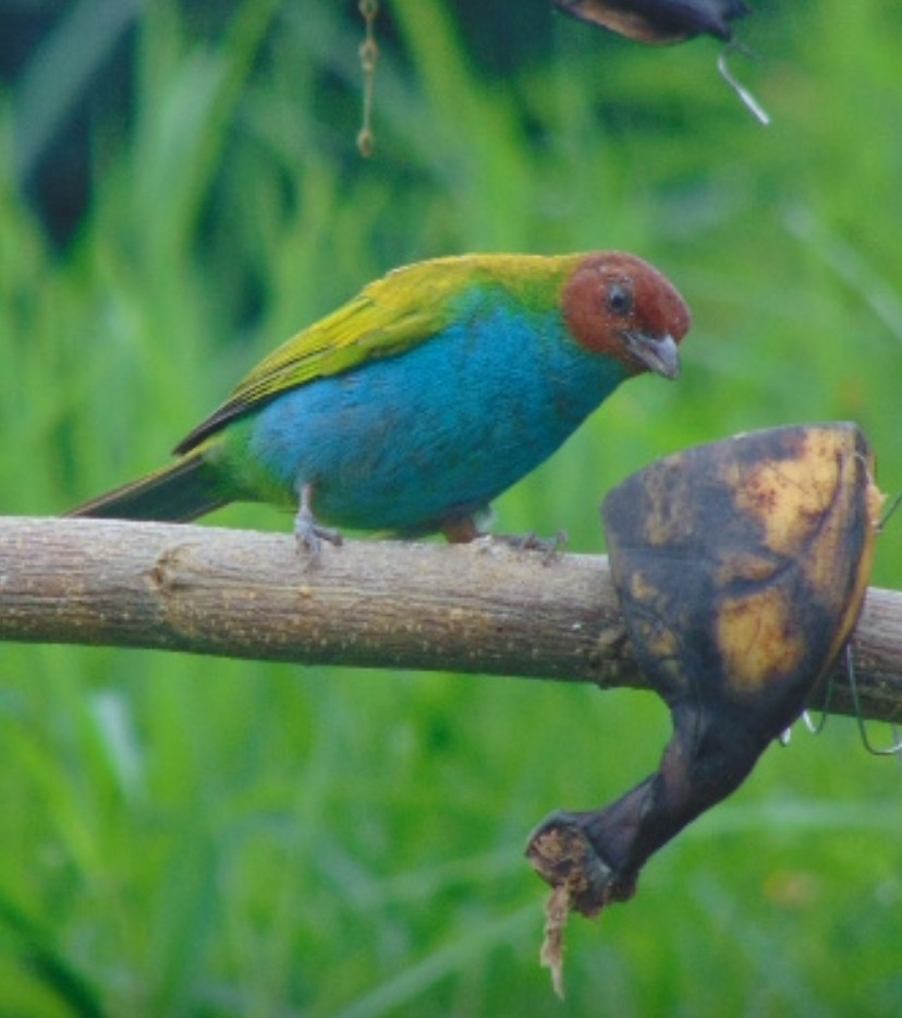 Tangara Cabecibaya - ML647258367