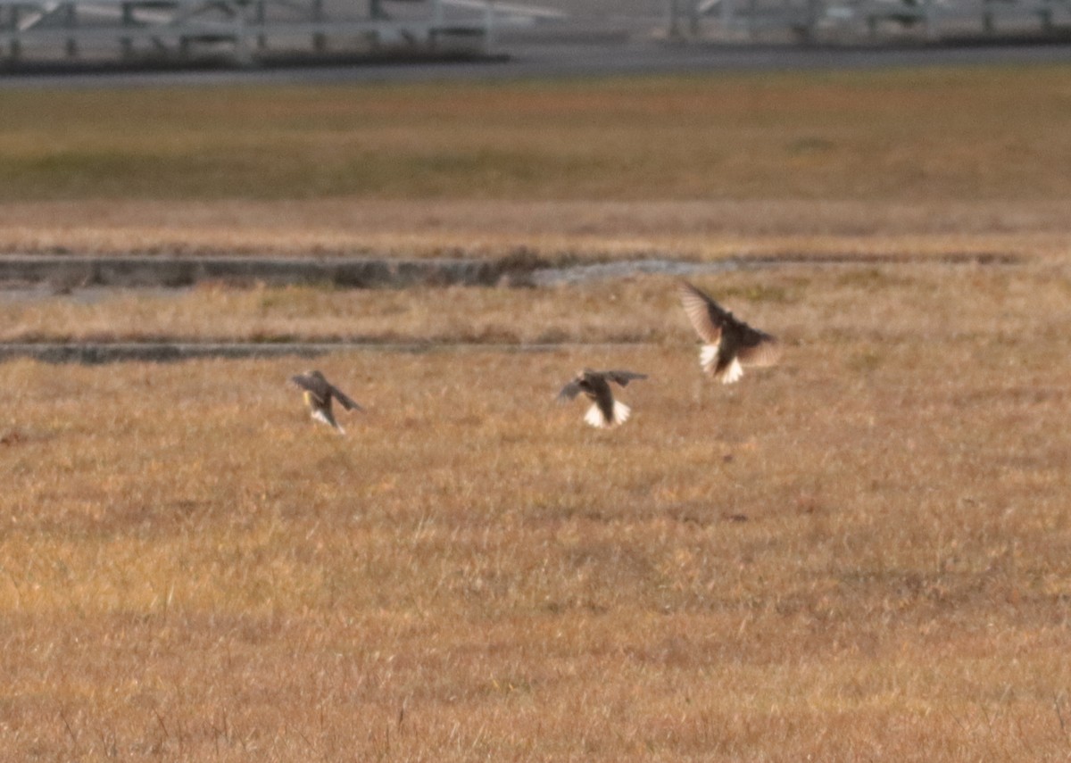 Eastern Meadowlark - ML647258368