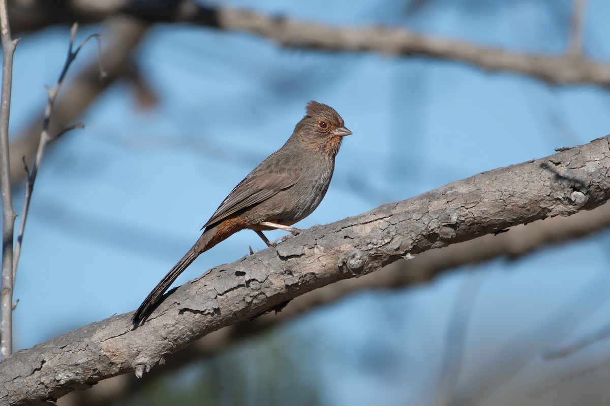 California Towhee - ML647258369