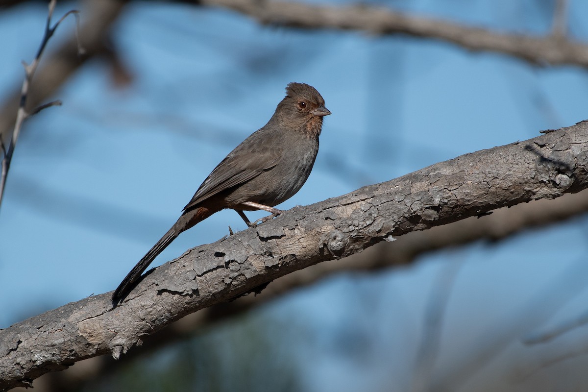 California Towhee - ML647258370