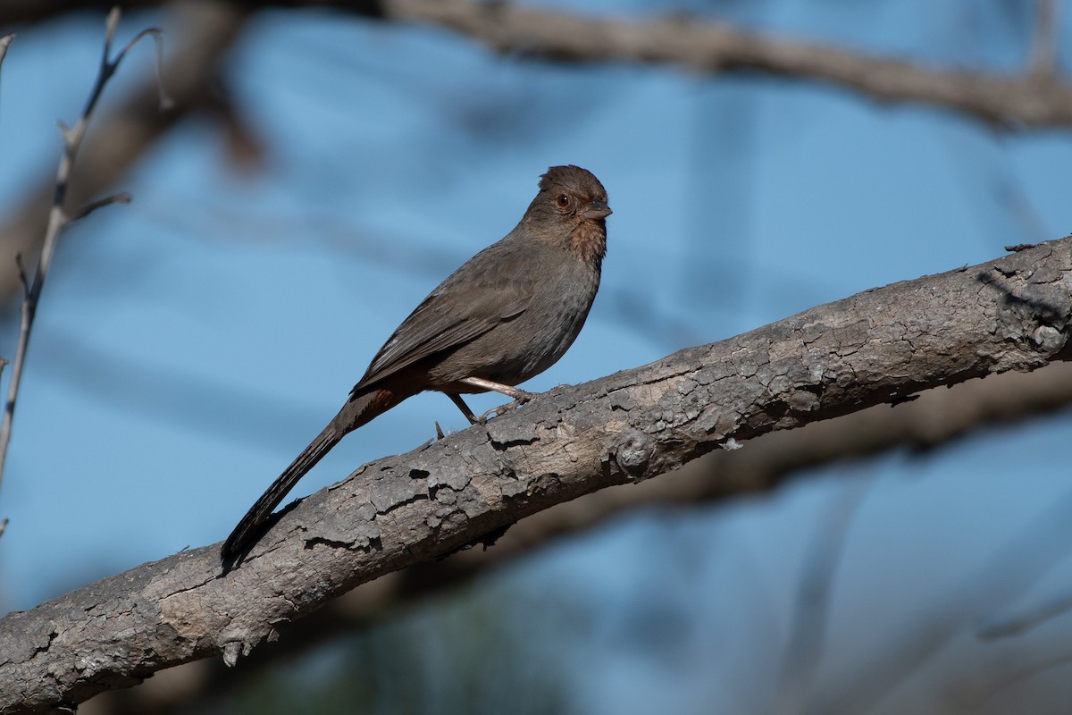 California Towhee - ML647258371
