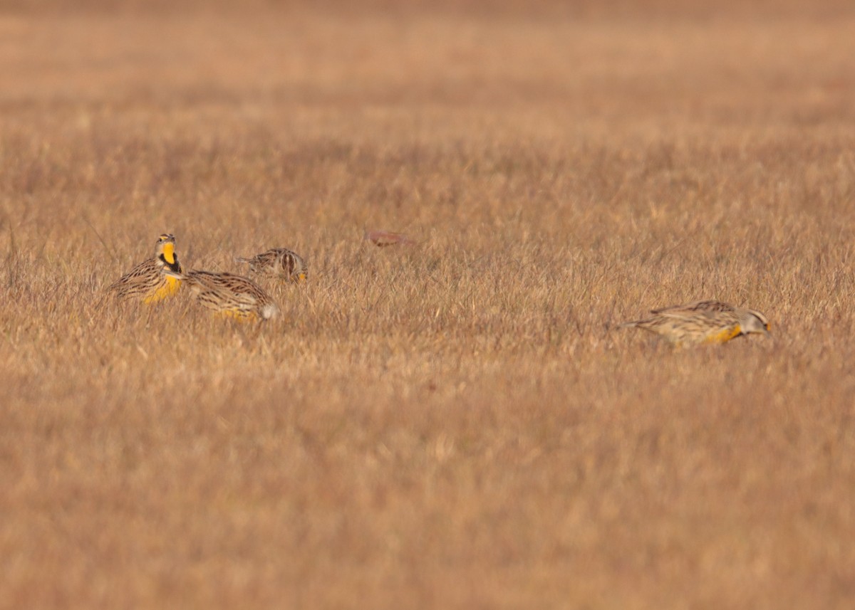 Eastern Meadowlark - ML647258373