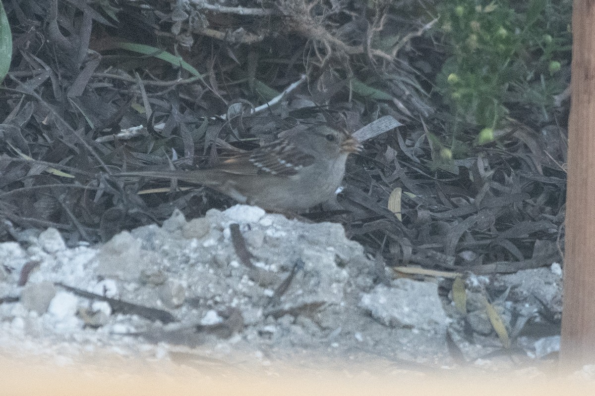 White-crowned Sparrow - ML647258375