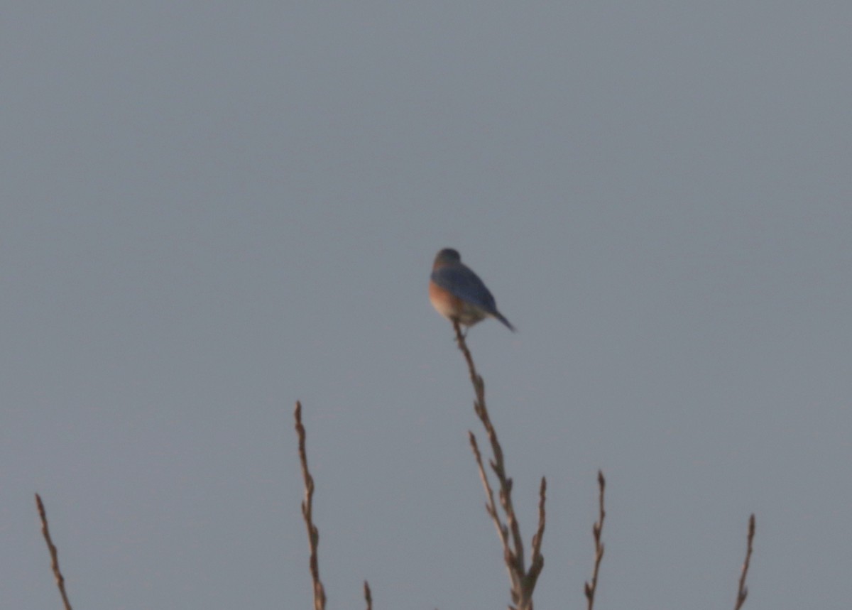 Eastern Bluebird - ML647258380