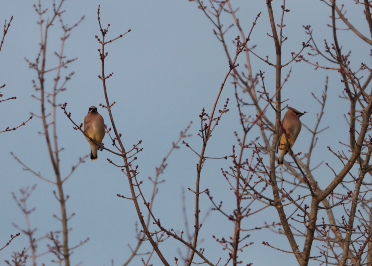 Cedar Waxwing - ML647258381