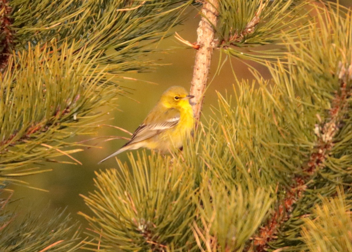 Pine Warbler - ML647258382