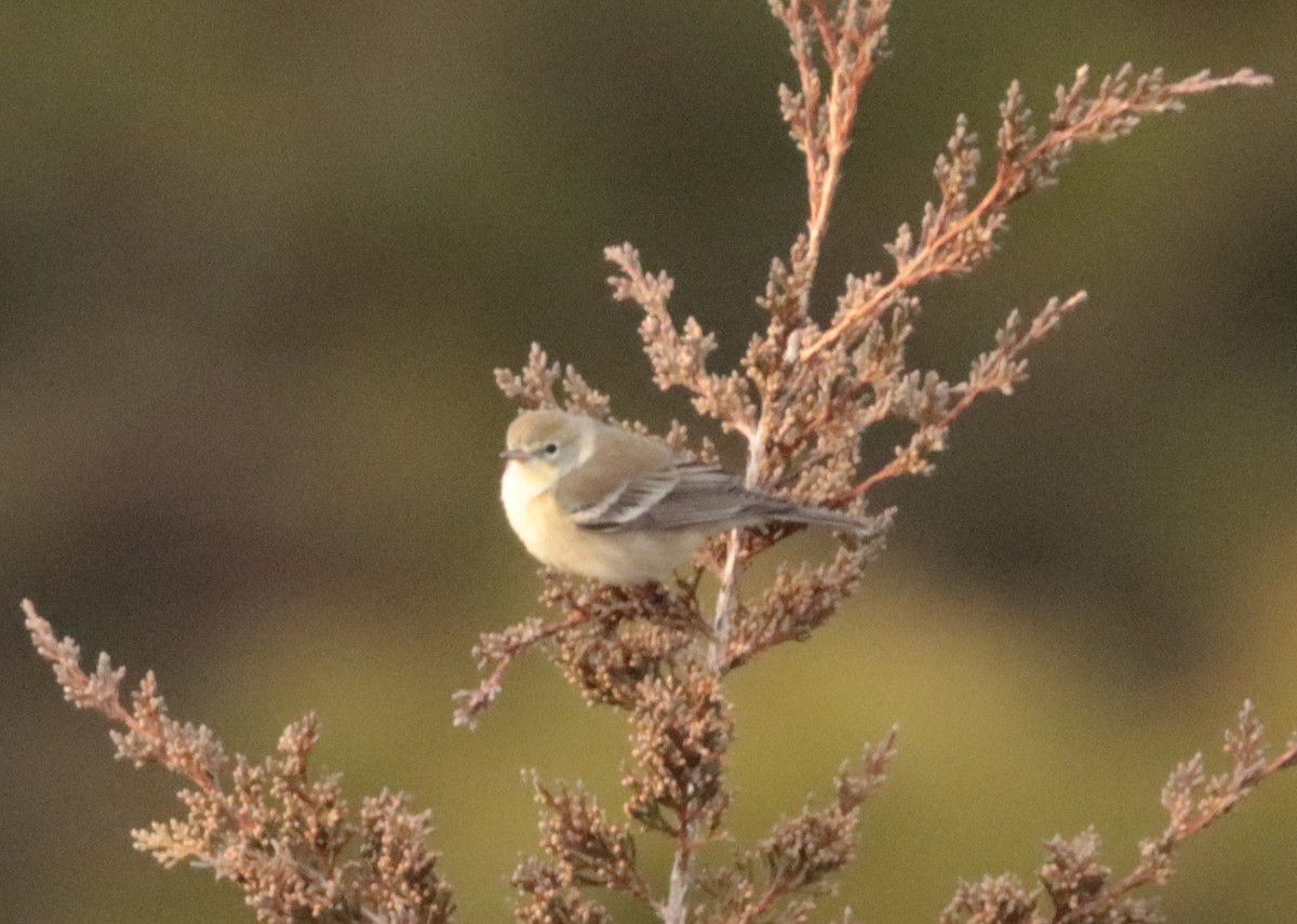 Pine Warbler - ML647258386