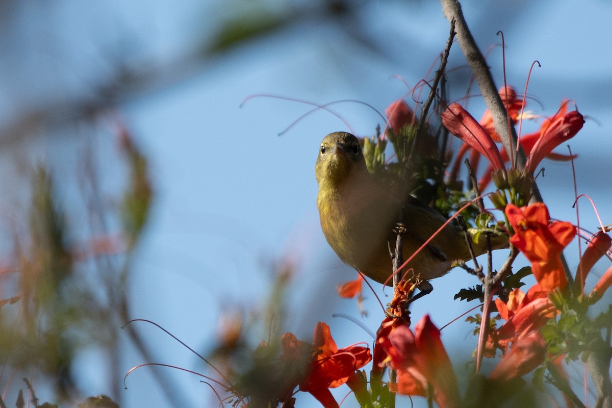 Orange-crowned Warbler - ML647258395
