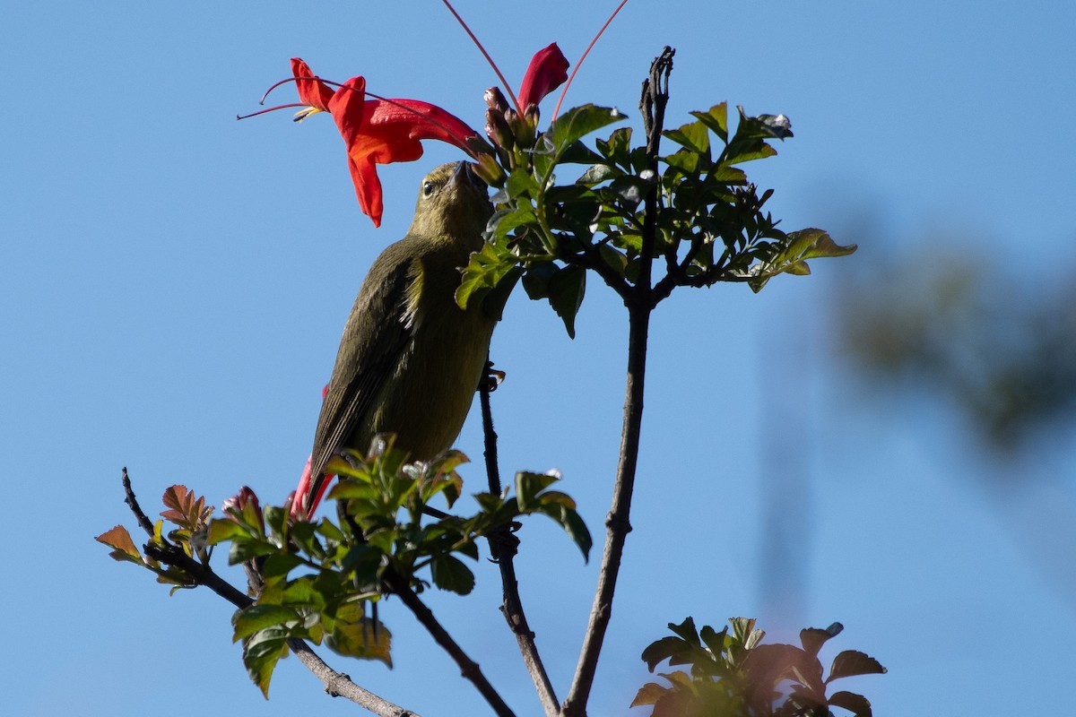Orange-crowned Warbler - ML647258396