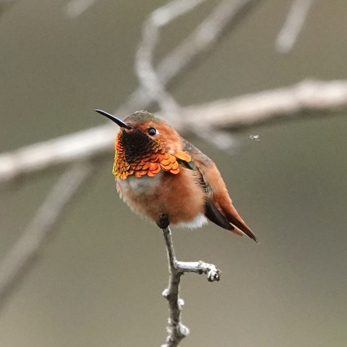 Allen's Hummingbird - ML647258397