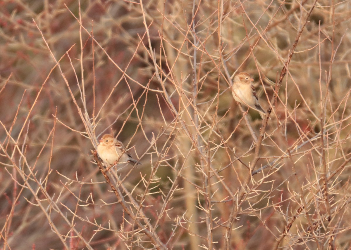 Field Sparrow - ML647258398