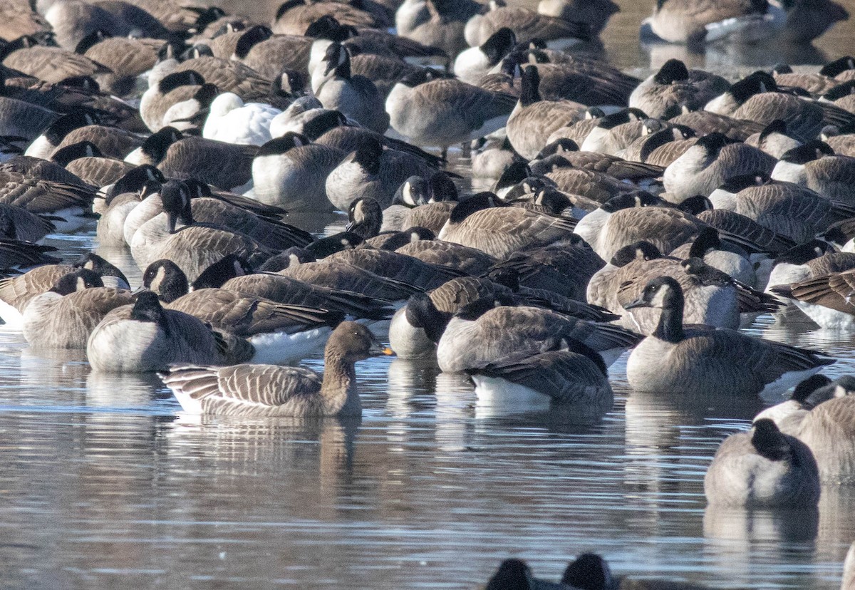Tundra Bean-Goose - ML647258399