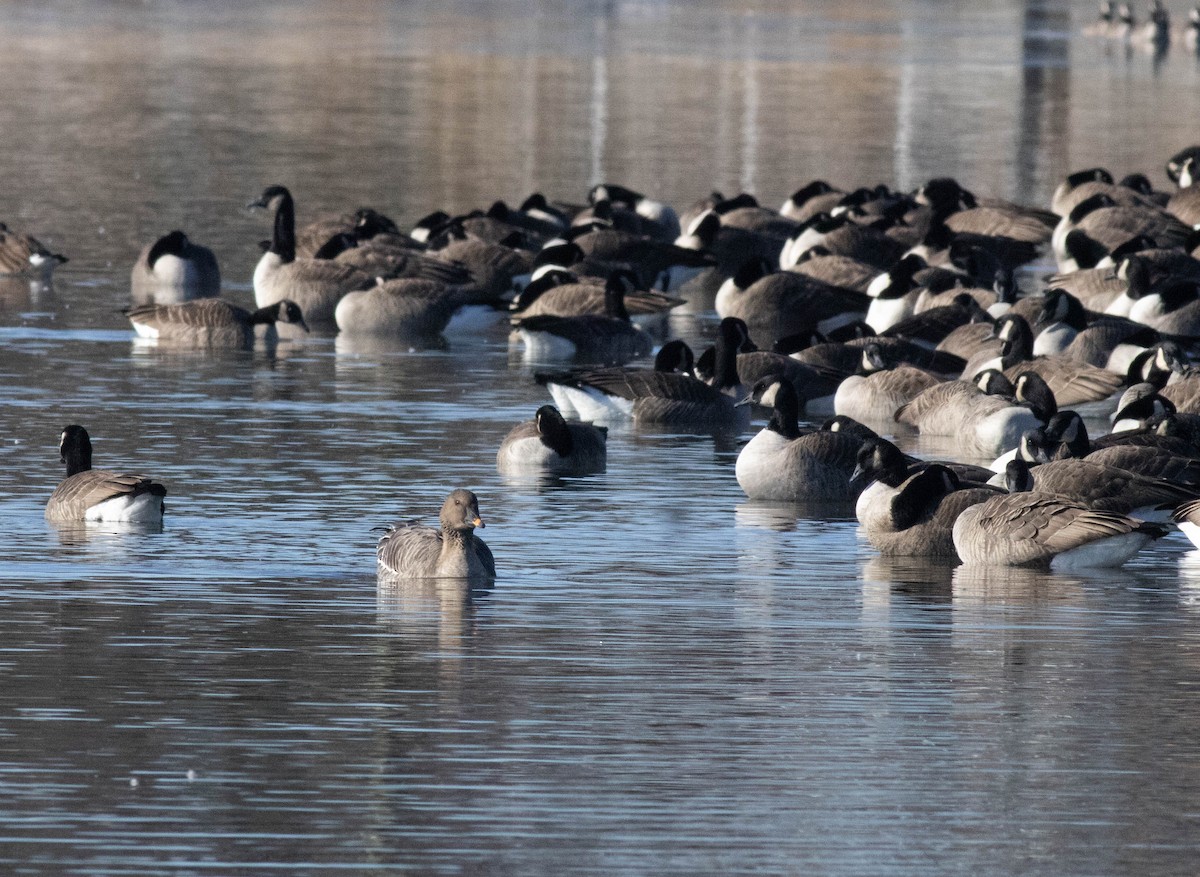 Tundra Bean-Goose - ML647258401