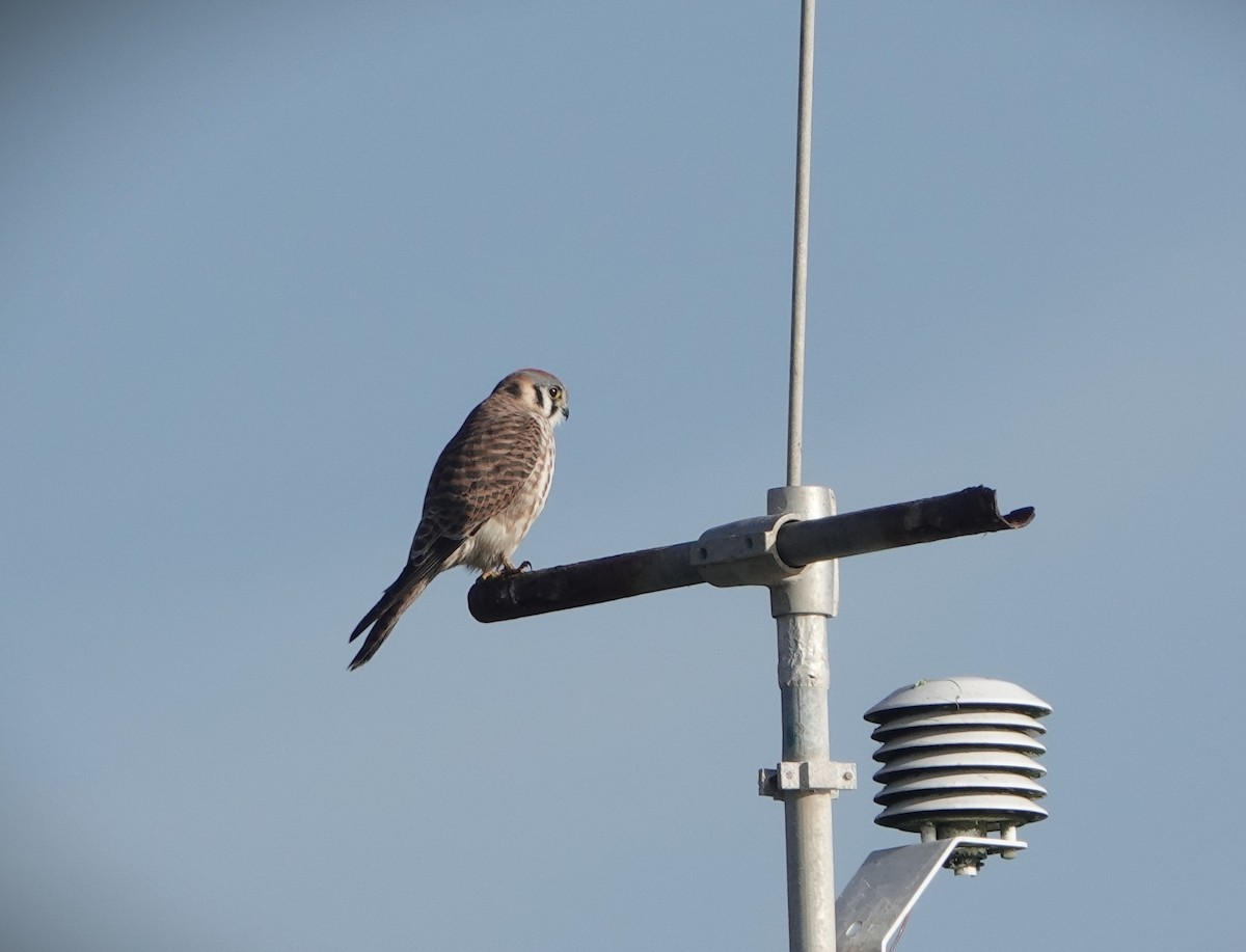 American Kestrel - ML647258404