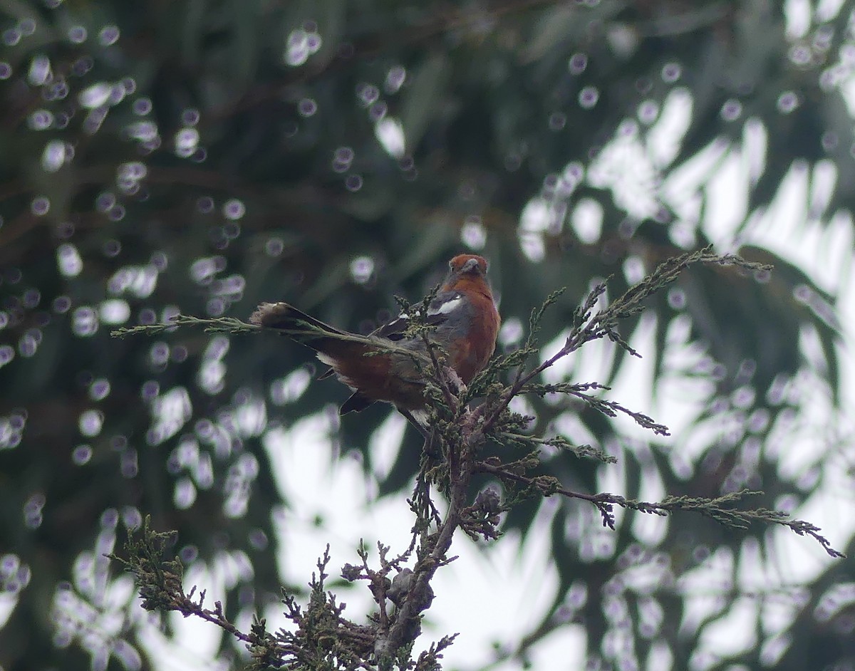 Рара червоновола - ML647258405