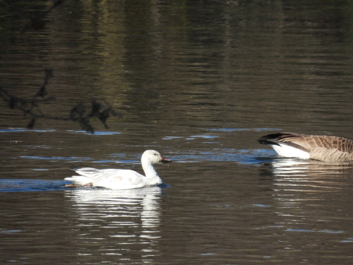 husa sněžní - ML647258406