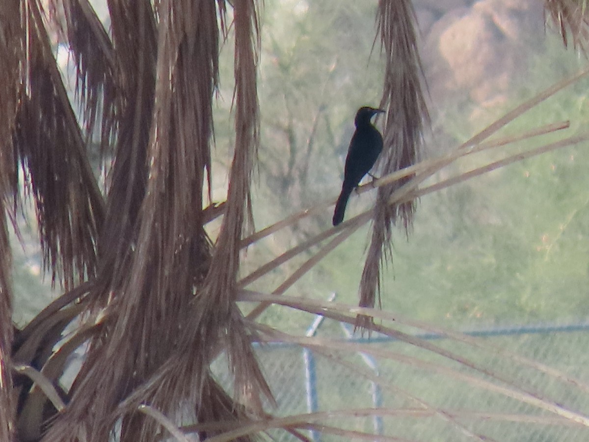 vlhovec velkoocasý - ML647258408