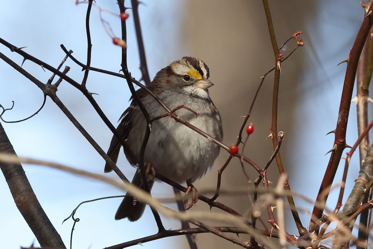 strnadec bělohrdlý - ML647258409