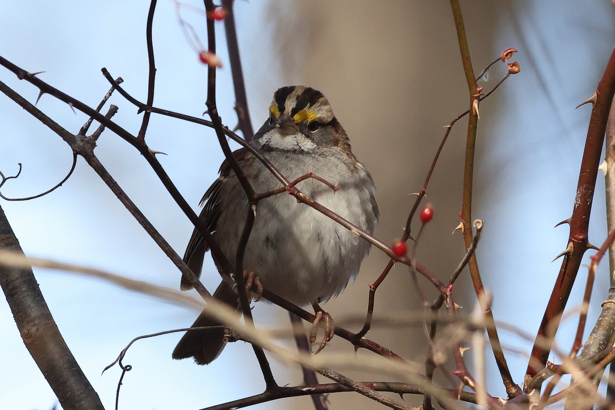 strnadec bělohrdlý - ML647258410