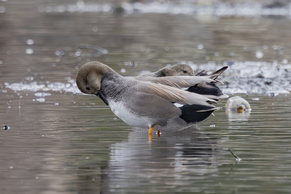 kopřivka obecná - ML647258412