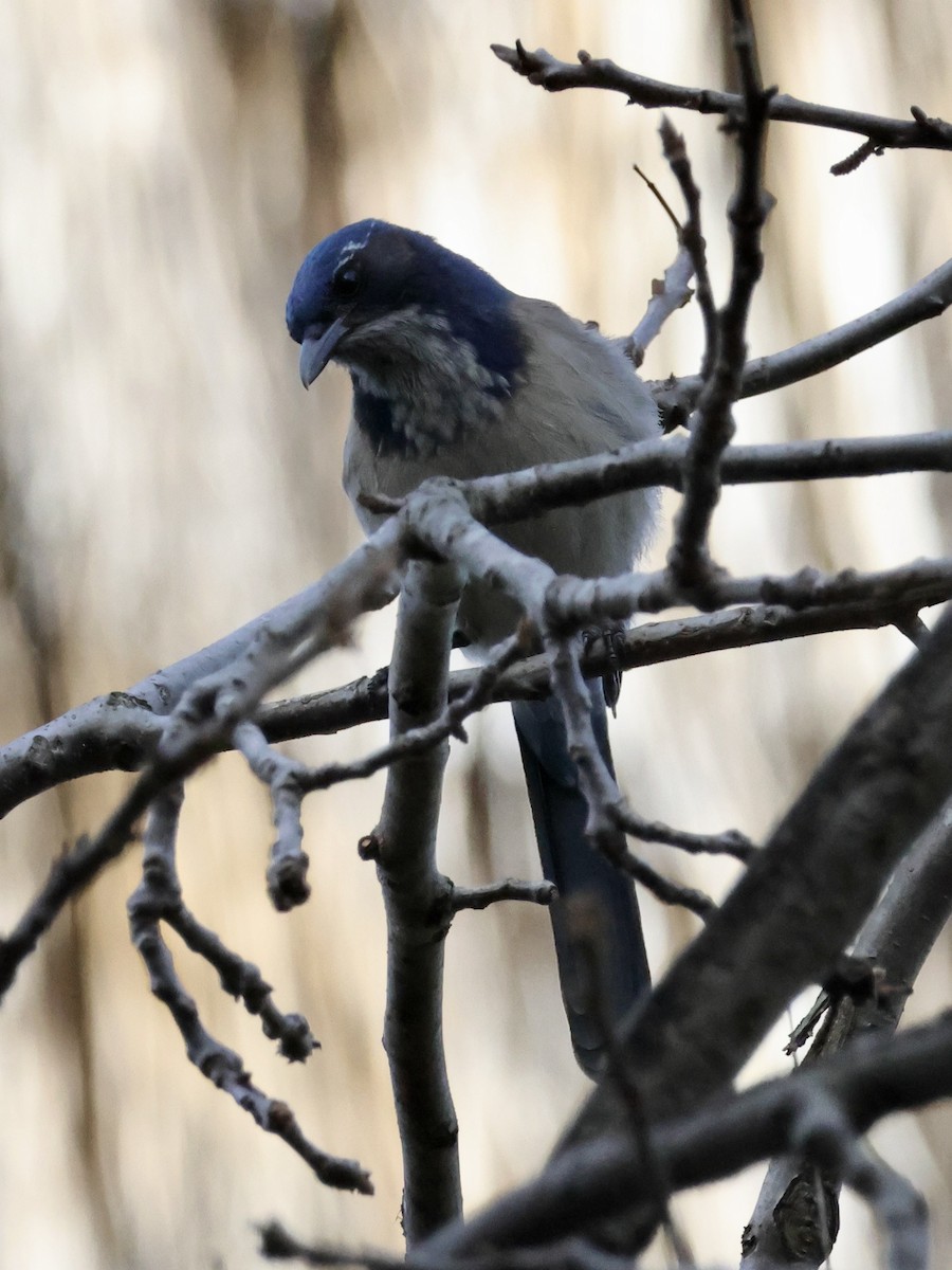 sojka západní - ML647258413