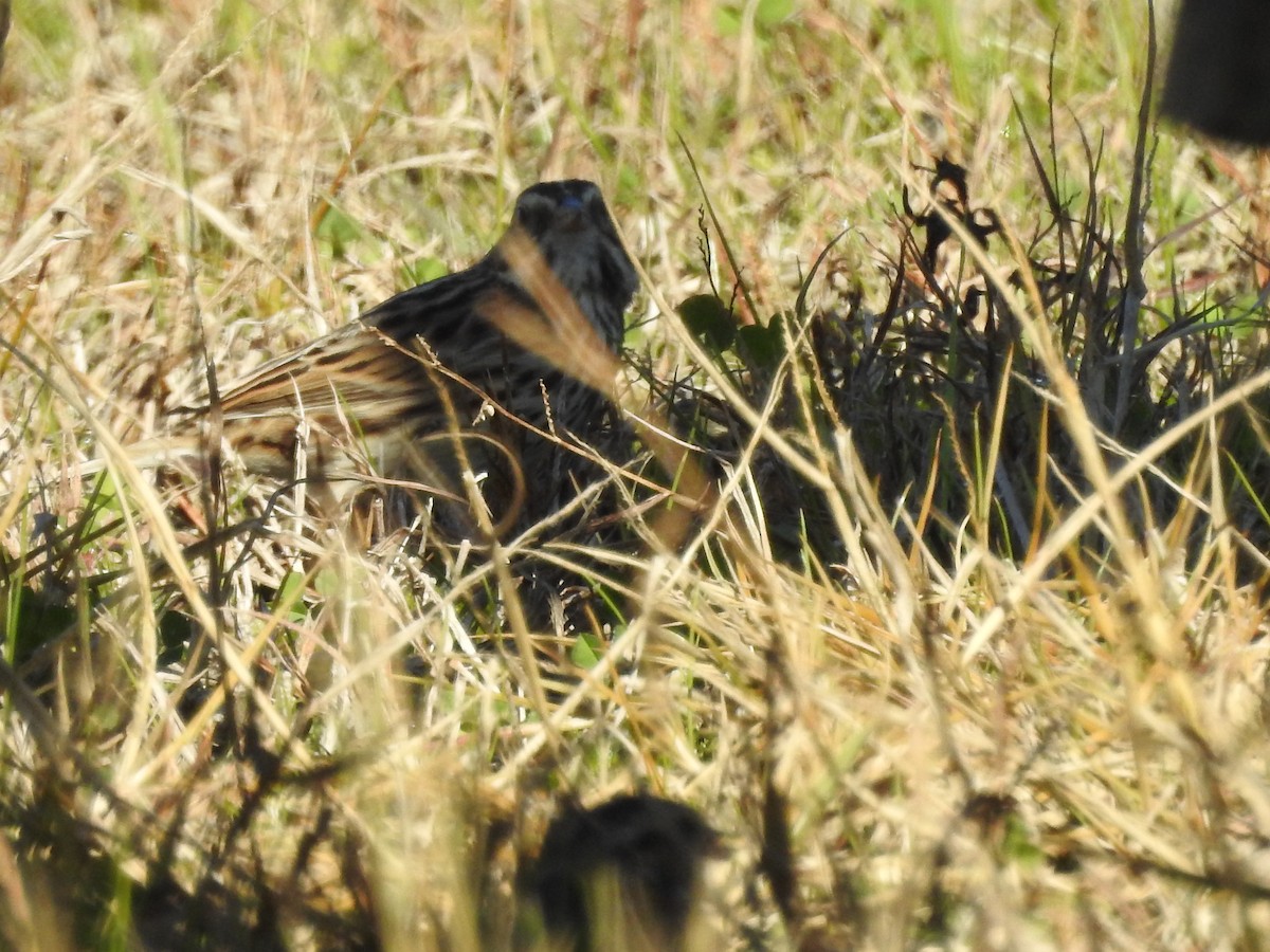 strnadec luční - ML647258414