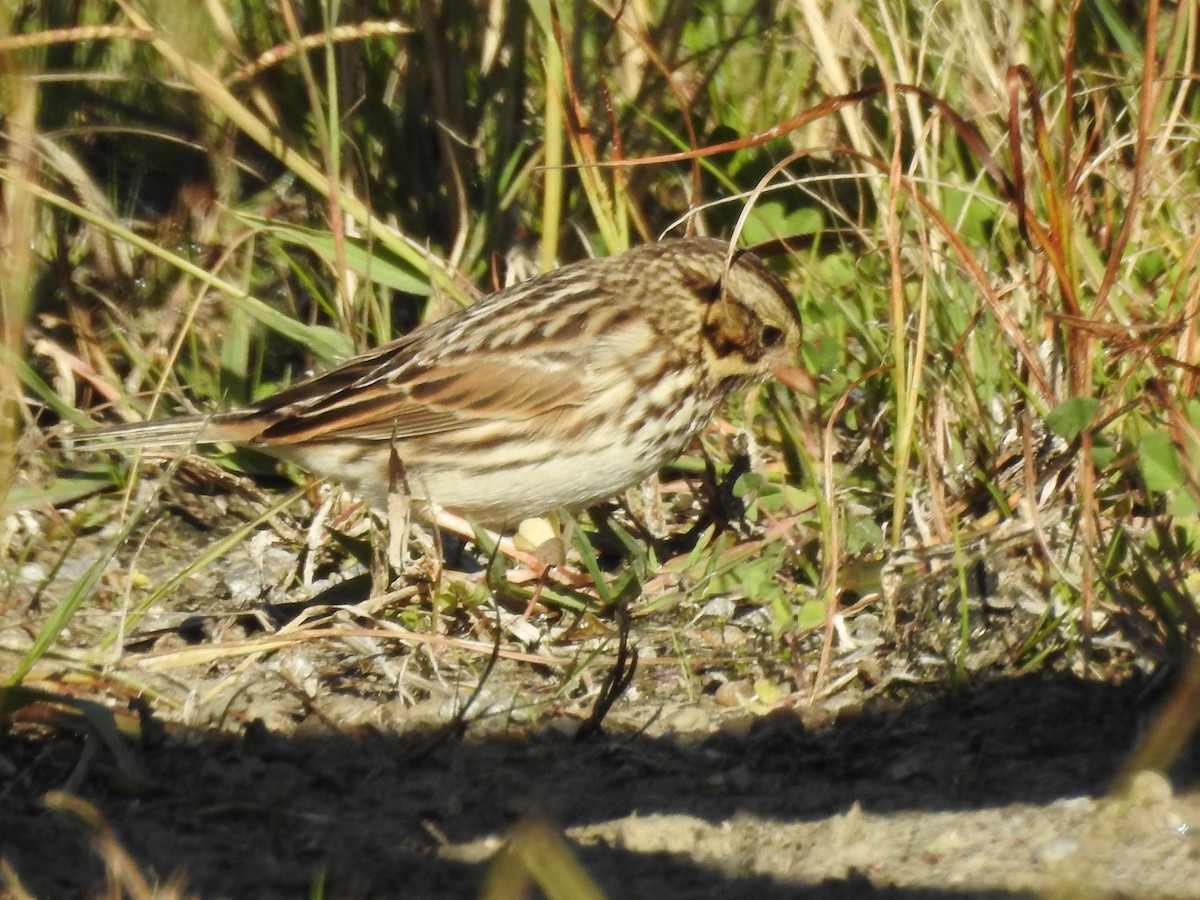 strnadec luční - ML647258415