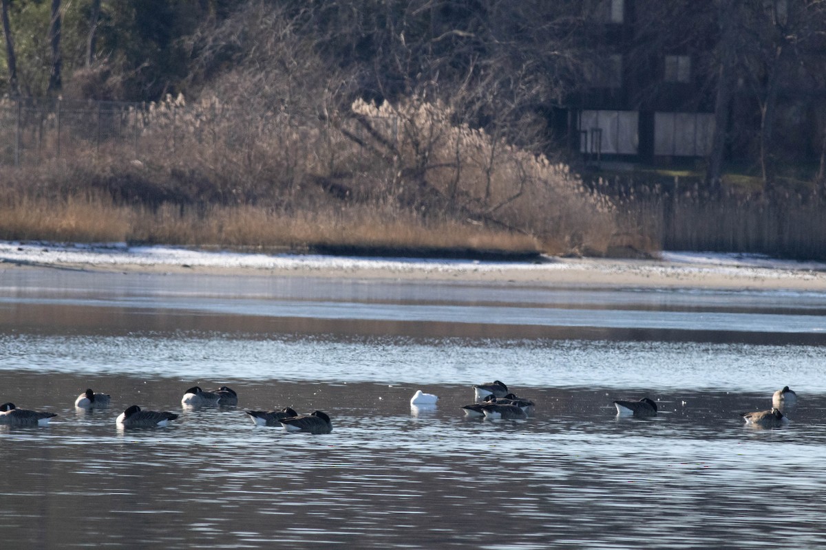 husa bělostná - ML647258416