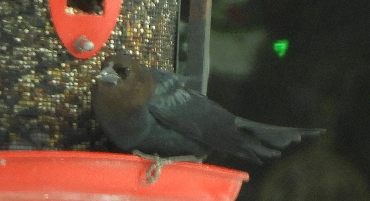 vlhovec hnědohlavý - ML647258417