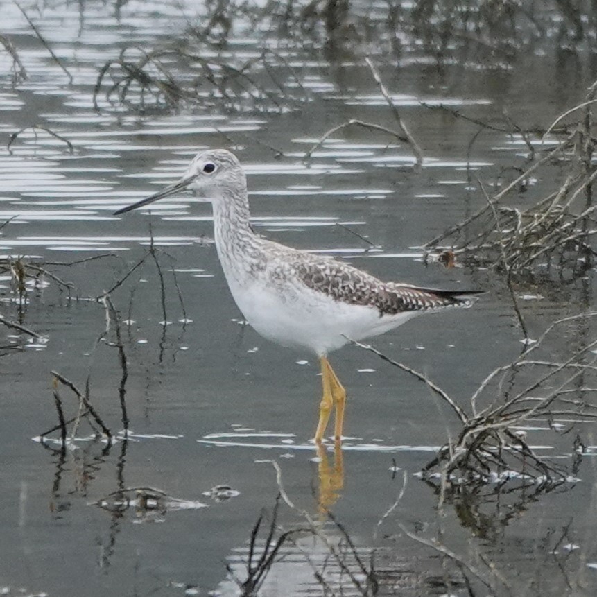 vodouš velký - ML647258418