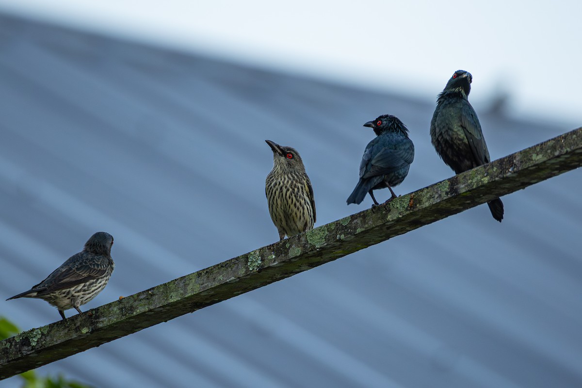 špaček rudooký - ML647258420