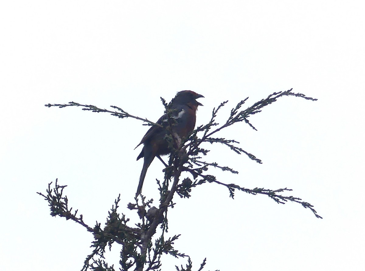 bylinorubec bělopásý - ML647258421