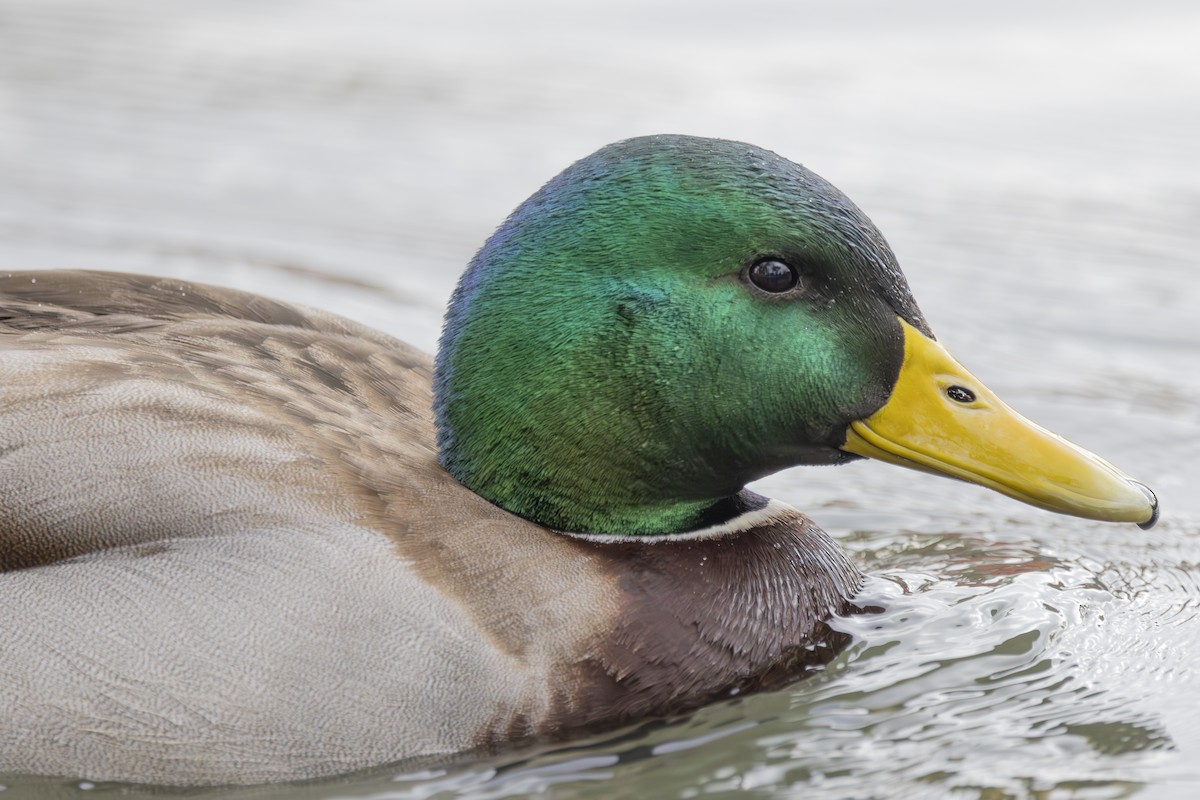 kachna divoká - ML647258422