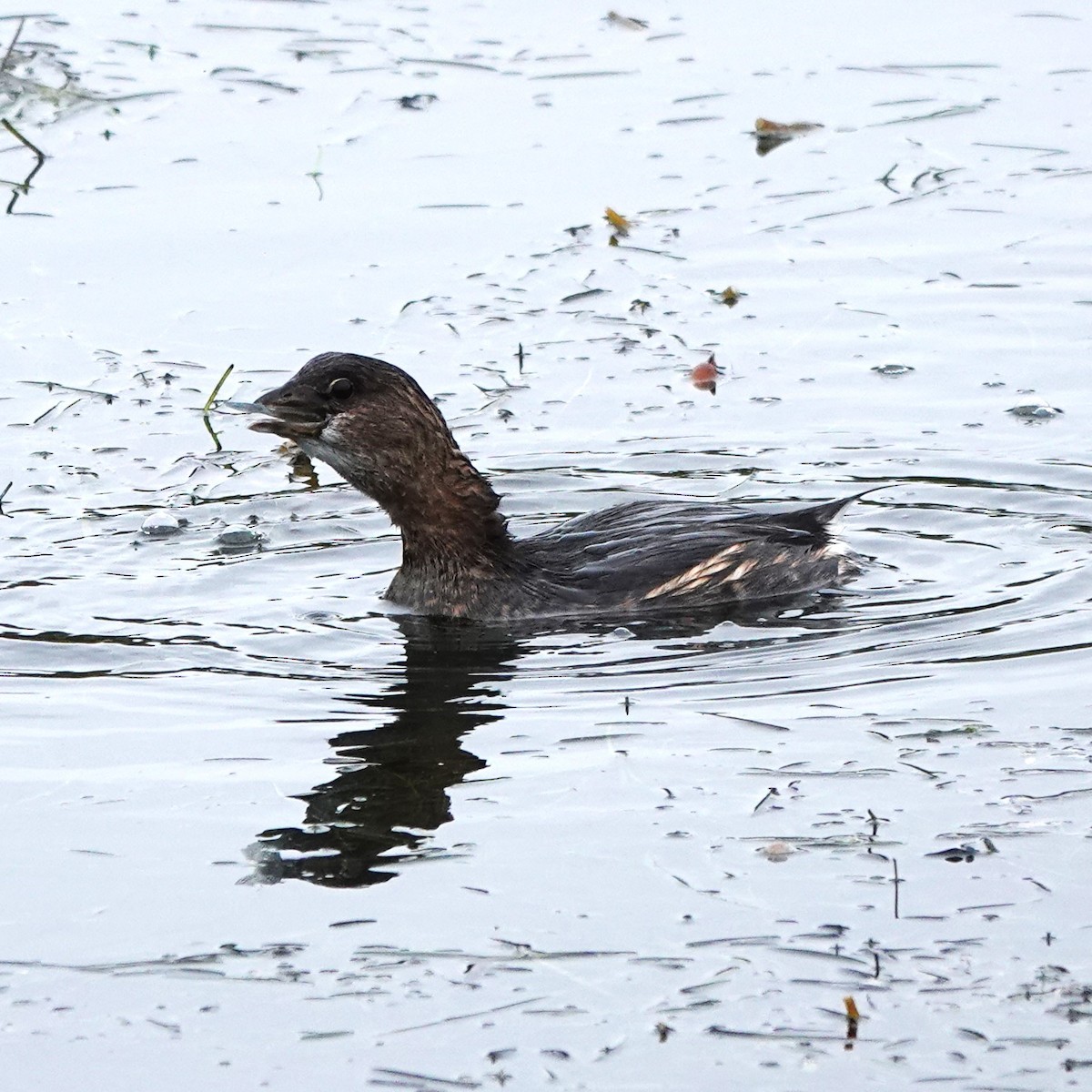 potápka americká - ML647258423