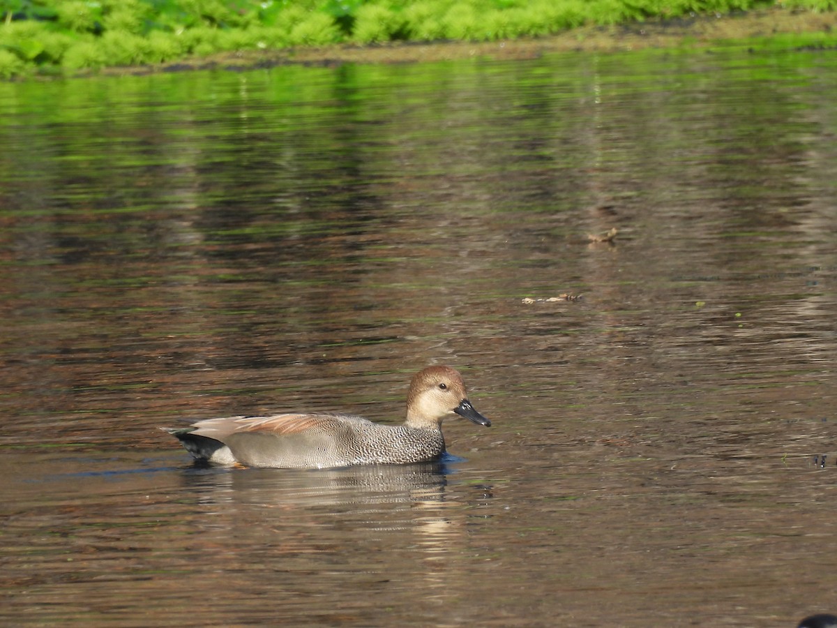 kopřivka obecná - ML647258424
