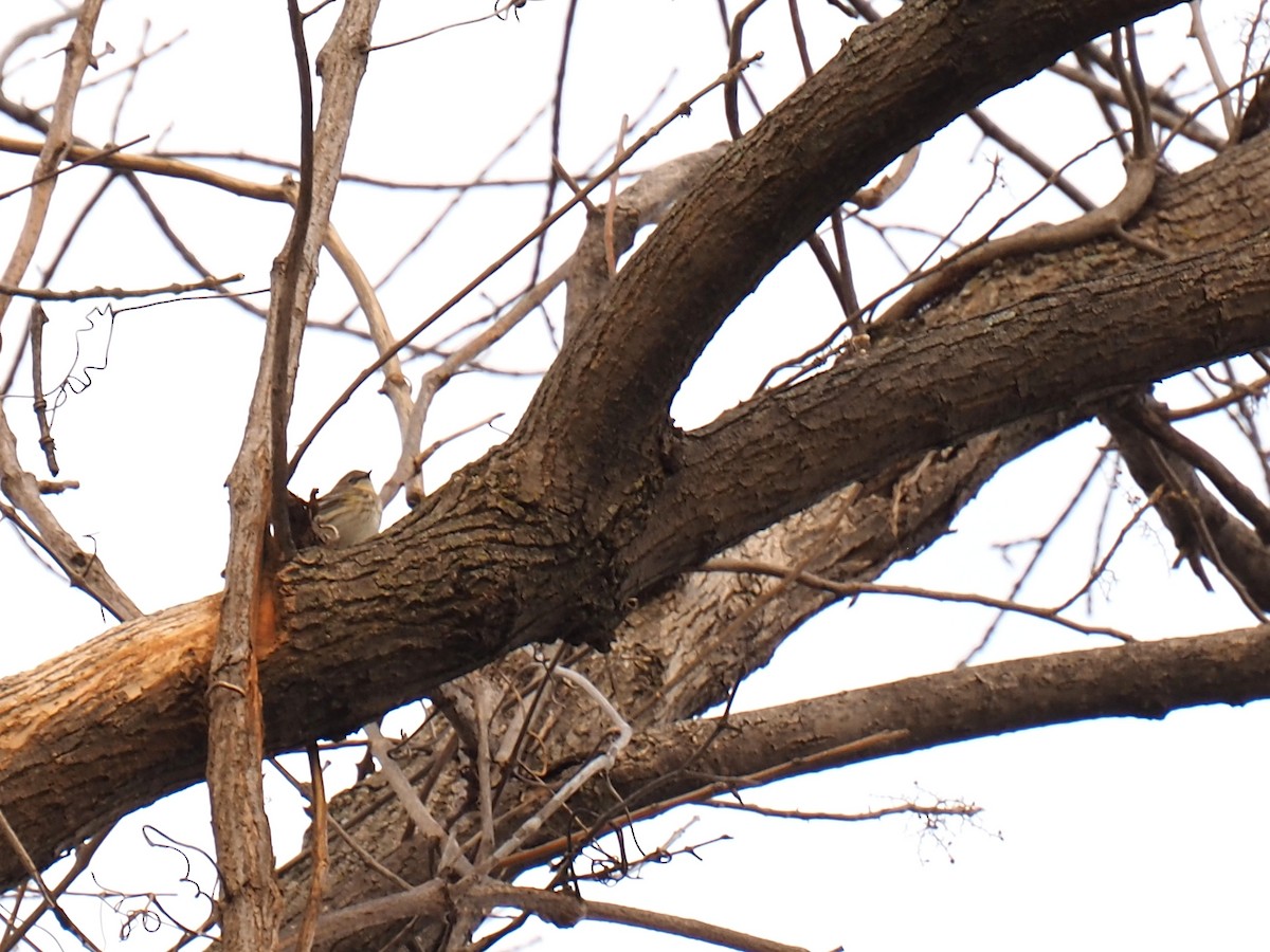 lesňáček žlutoskvrnný (ssp. coronata) - ML647258425
