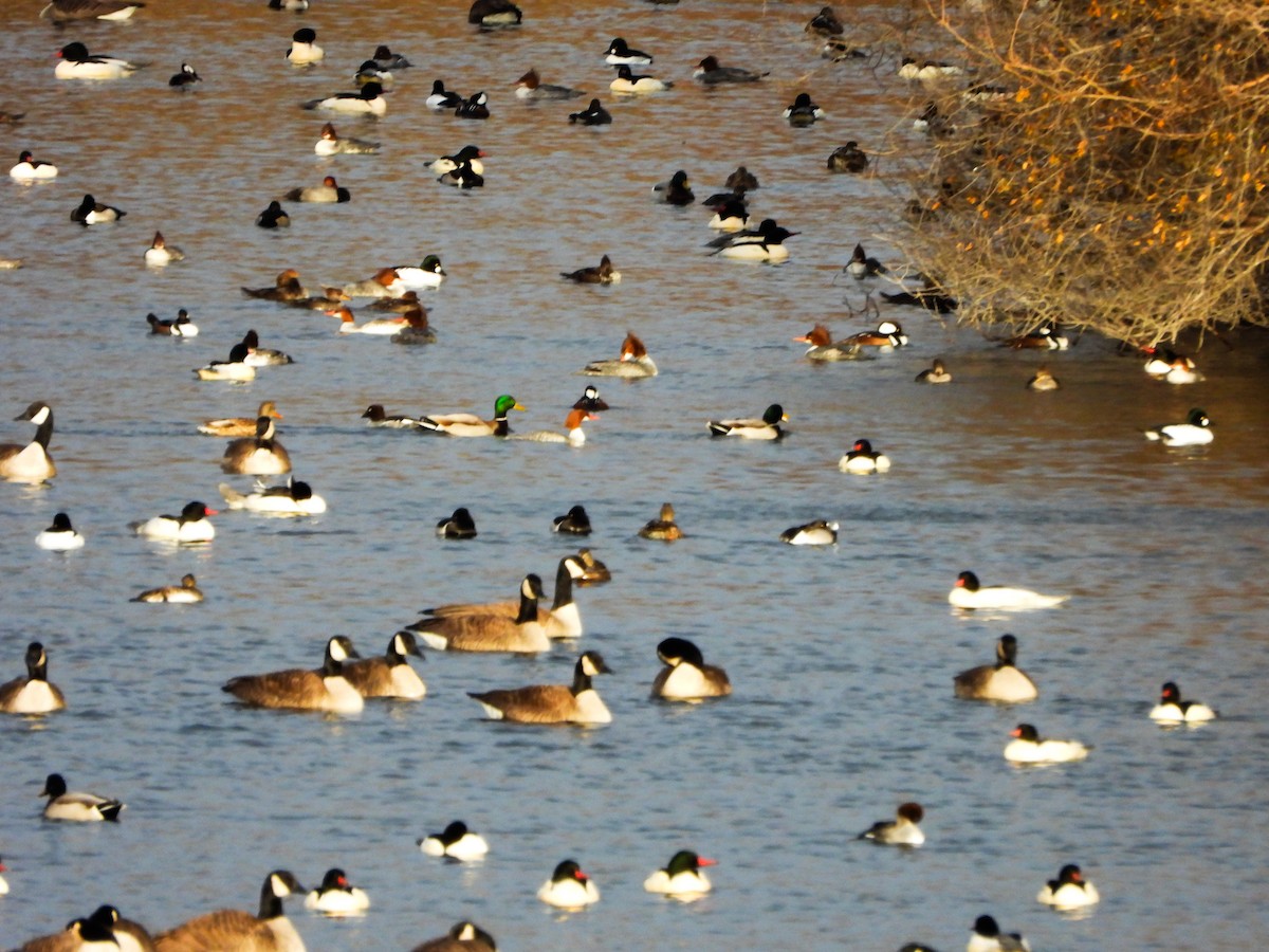 kachnovití sp. - ML647258427