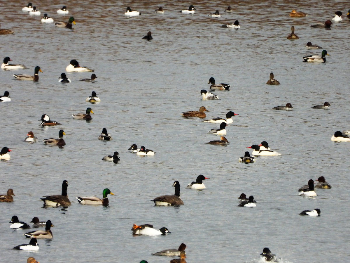 kachnovití sp. - ML647258429